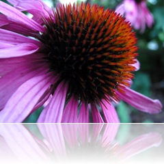 echinacea