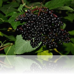 elderberry