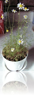 chamomile