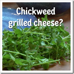 HerbFairies-Chickweed4