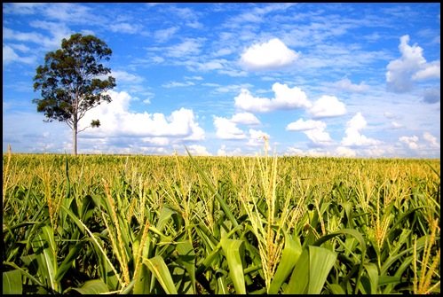 There is corn in Egypt…