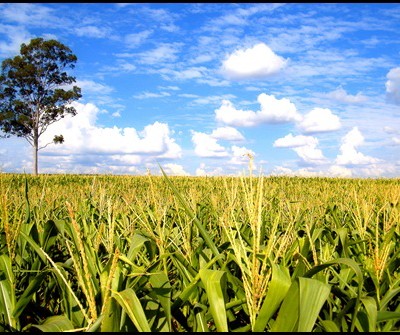 There is corn in Egypt…